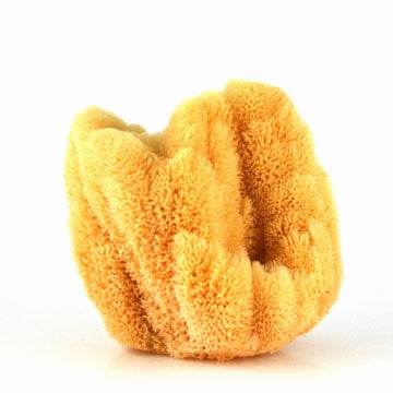 Sea Grass Sponge