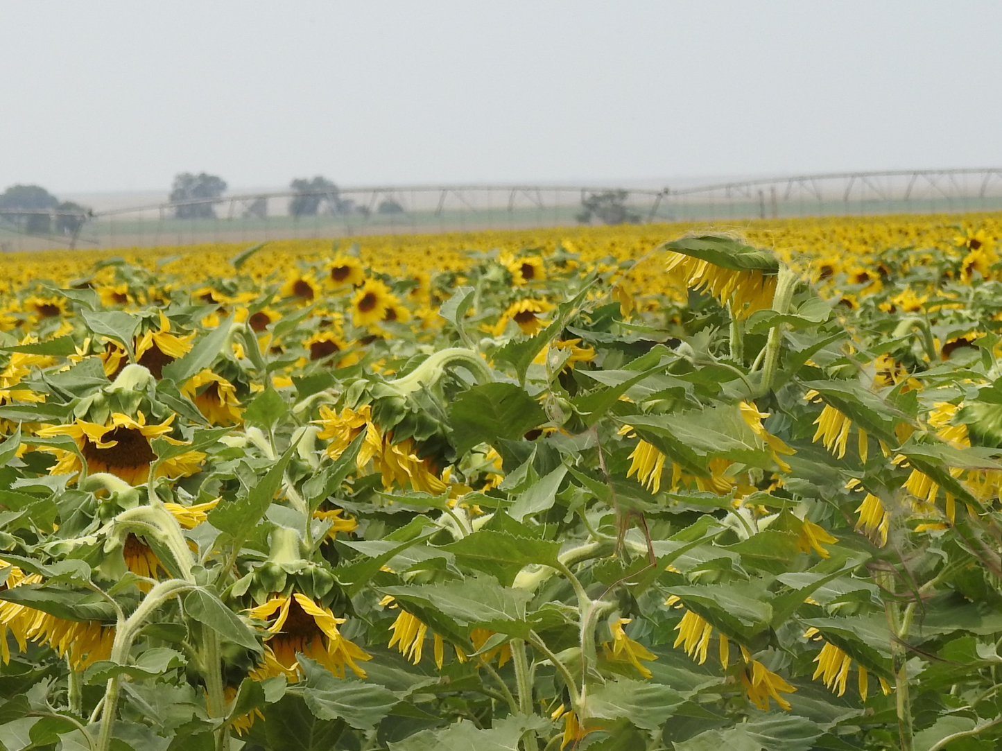 Colorado-grown non-GMO sunflowers sourced locally for  SALUS natural bath bombs, Fort Collins Colorado
