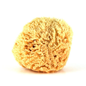 Natural Sea Sponge - Sea Wool Sponge