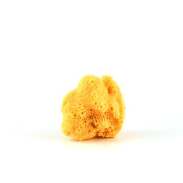 Silk sea sponge from the Mediterranean Sea